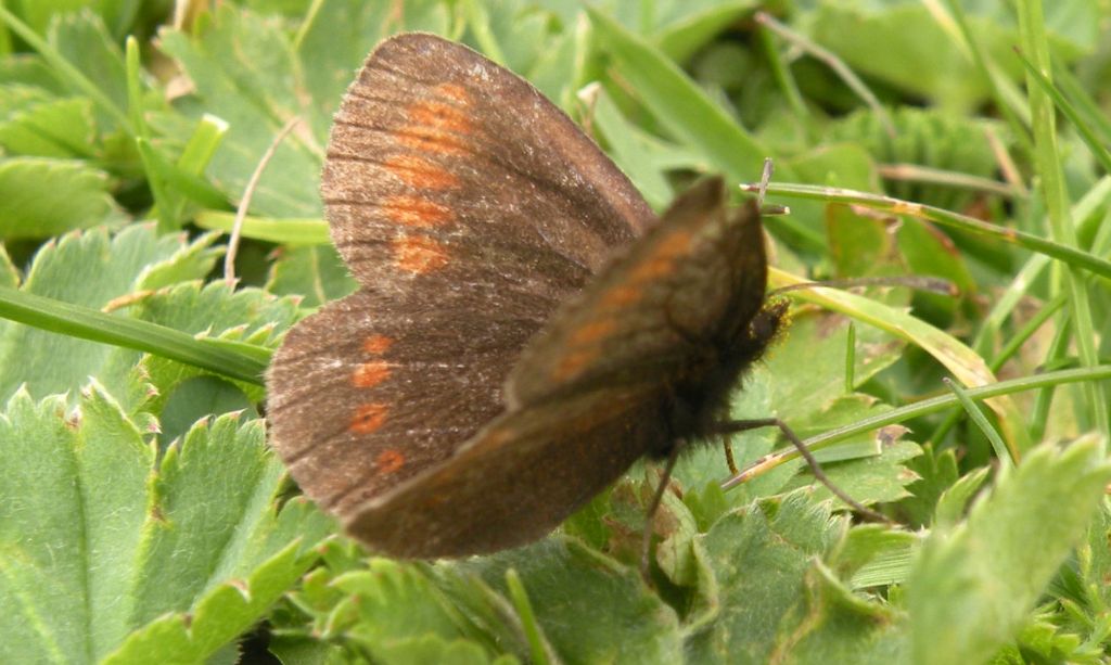 Erebia manto? No, Erebia albergana